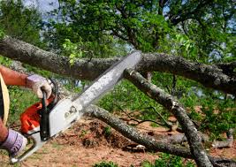 Best Commercial Tree Services  in Abernathy, TX