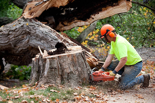 Why Choose Our Tree Removal Services in Abernathy, TX?