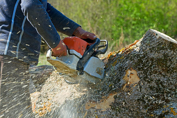 Reliable Abernathy, TX  Tree Services Solutions